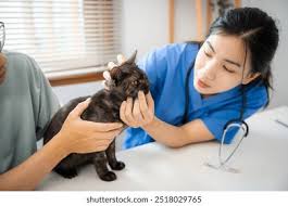 口腔外科微创拔牙服务